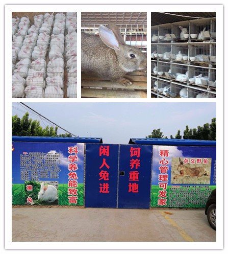 潍坊市周边肉兔养殖基地