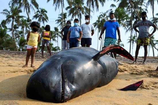心痛！斯里兰卡鲸鱼集体搁浅，有人认为是<em>不好的预兆</em>