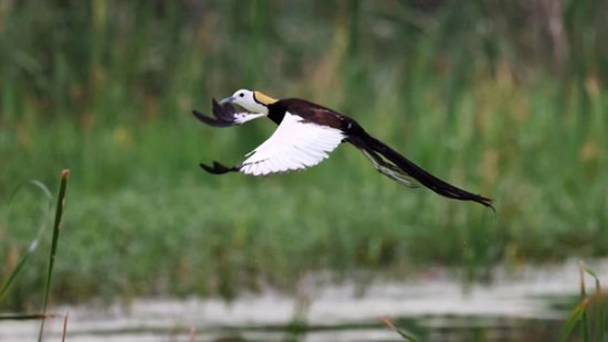 龙游灵山江首次发现国家二级保护动物水雉