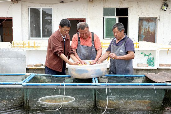 德阳绵竹：观赏鱼养殖成为农民增收致富的新渠道