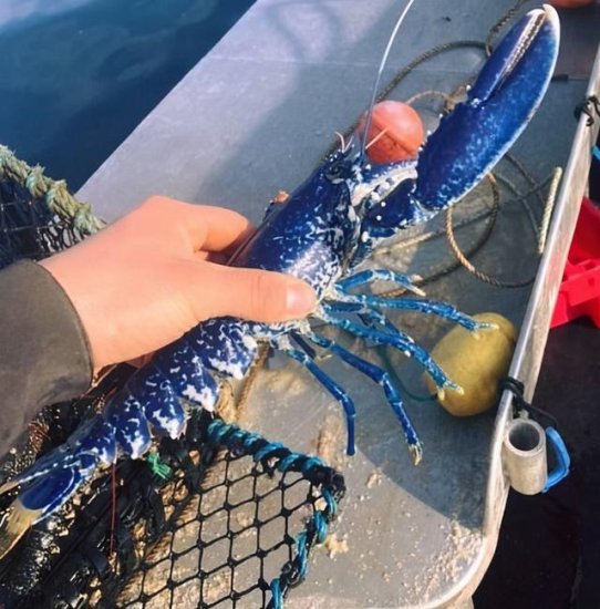 英国渔民捕获蓝色大龙虾，好<em>运气</em>让其碰到这两百万分之一的可能