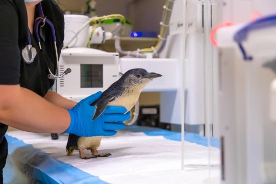 因走路摇摇晃晃，英国水族馆一只企鹅接受核磁共振扫描
