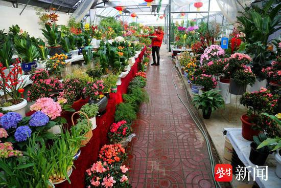 春节临近，南京花卉市场人气很旺
