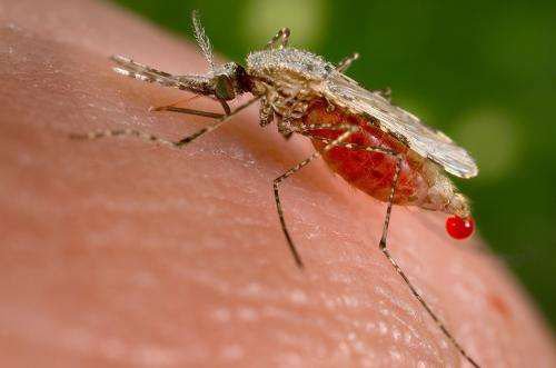 PNAS：破解疟疾疫苗20年<em>未解之</em>谜！找到人体细胞与疟疾病原体...