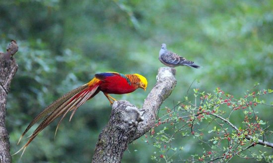 中国的特有鸟种，七彩羽衣，特别艳丽，国家的二级保护动物