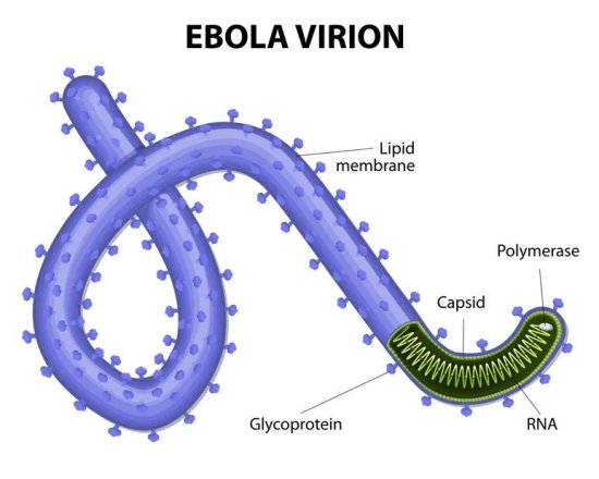 病死率高达90%，<em>埃博拉</em>究竟是一种怎样<em>的病毒</em>？