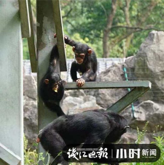 杭州动物园三位黑猩猩<em>女宝</em>求赐名，谁是头，谁爱谁，黑猩猩家族...