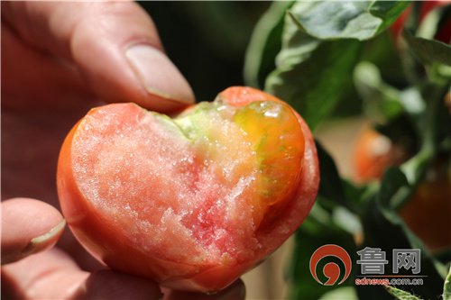 青岛崂山区王哥庄：航天员同款草莓西红柿现在正值成熟上市期，...