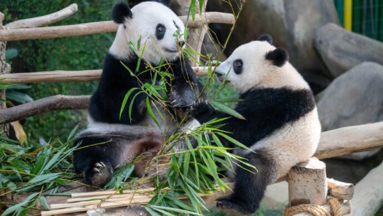 大熊猫谊谊升谊将回国，为租借大熊猫诞下的熊猫幼崽