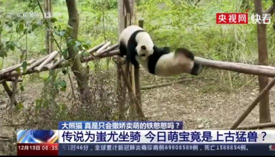 中国2种大熊猫已30万年没有来往，它们的祖先是蚩尤坐骑？