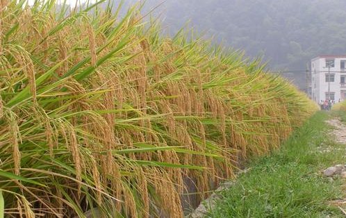 中国的<em>杂交水稻</em>亩产1000多千克，但在生活中多数吃粳米，杂交...