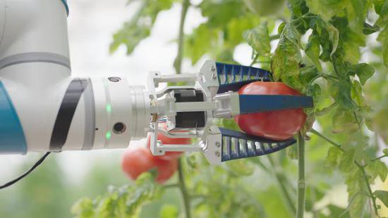 “AI番茄”：智慧农业种出“儿时味道”