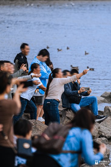 观鸟季的深圳湾公园：人比鸟多，投喂疯狂，还有人借机搞钱