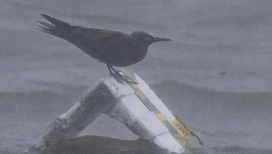 台风过境上海，“鸟友圈”沸腾！“<em>神话</em>之鸟”惊喜现身