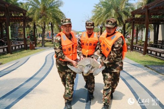 福建东山渔民误捕300岁玳瑁海龟已放归大海