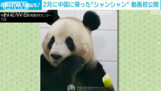 熊猫"香香"回国后首个视频引日本粉丝点赞 专家：它中文日语都<em>能</em>...