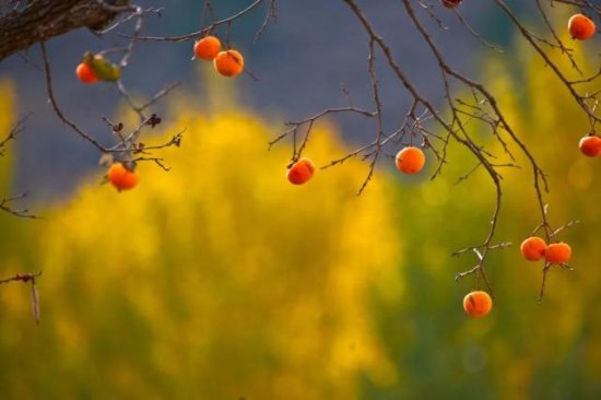 散文丨深秋山居，与一株挂满红柿的树相伴