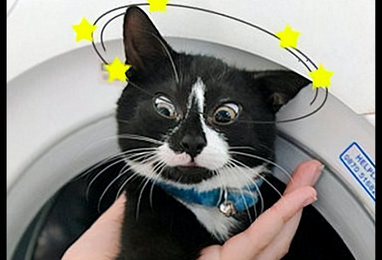 主人没看见<em>洗衣机</em>里的猫咪就启动了，<em>被</em>救出来后它两眼冒星，...