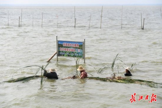 工人齐颈深水中种水草，长江日报5G直播车开进涨渡湖湿地