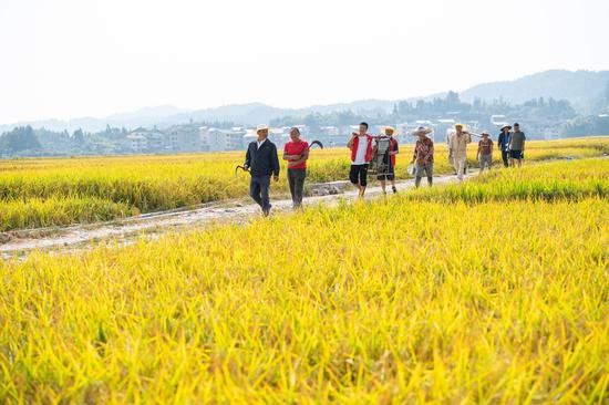 贵州天柱：20万斤优质稻米香飘山外
