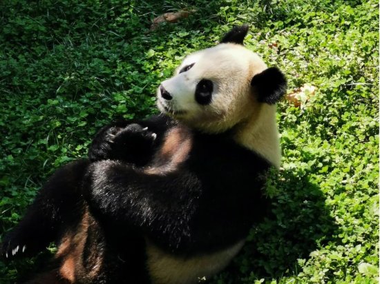 “熊猫大使”四川大熊猫栖息地世界遗产地新三年计划开启