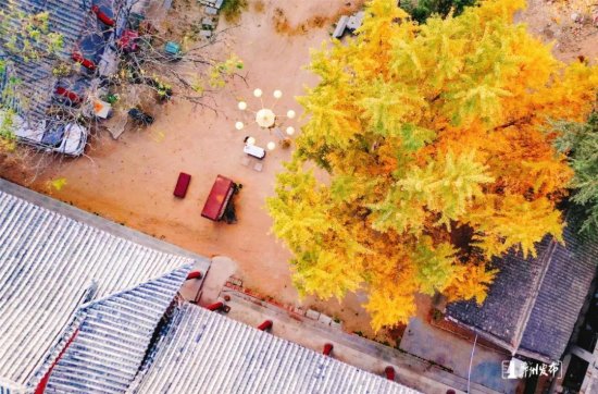 郑州市区<em>最古老的银杏树</em>！你知道多少年、在哪吗？