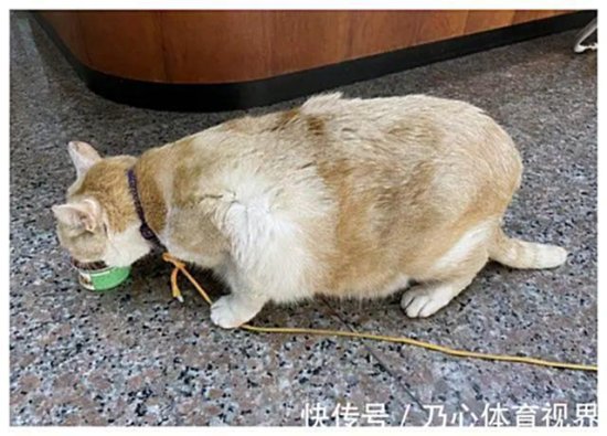 橘猫长得太胖，被70岁老人惦记，将其偷走，找到时还在埋头干饭