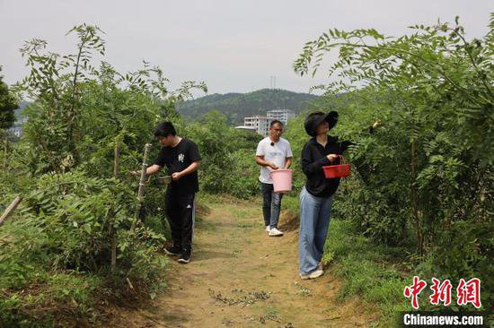 品种改良促增收 湖南郴州乡村野果变身“致富果”