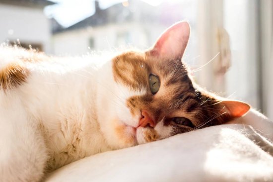 猫咪睡觉时跟<em>你的距离</em>，暴露了它爱你的程度