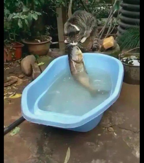 网友买了条大鱼，小猫咪还想给叼走，猫：心有“鱼”而力不足啊...