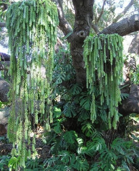 5种垂盆生长的<em>多肉植物</em>，让植株长成珠帘一般，适合秋季入手