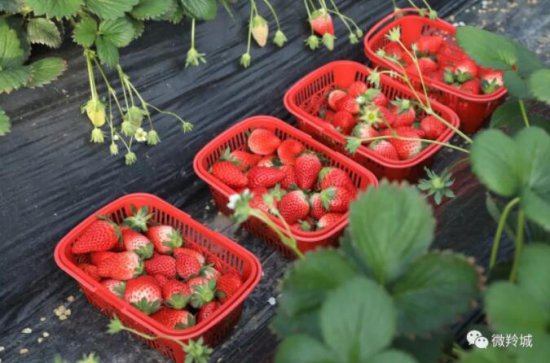 合作市：<em>草莓</em>熟了 乐了“吃货”,“美”了农户