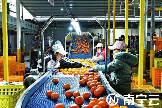 新春走基层 |<em> 西乡</em>塘：柑橘产业有奔头 让更多年轻人留在乡村