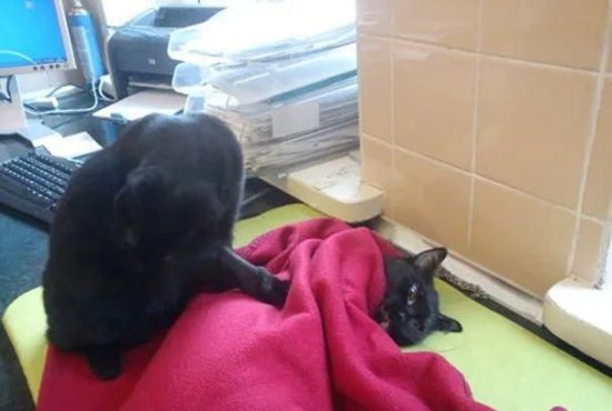 <em>猫的报恩</em>：生病的流浪猫咪被救助后,竟主动帮助医生照顾其它动物