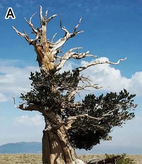 心理测试：<em>凭直觉选</em>一棵树，测你今年会有什么重大的转变