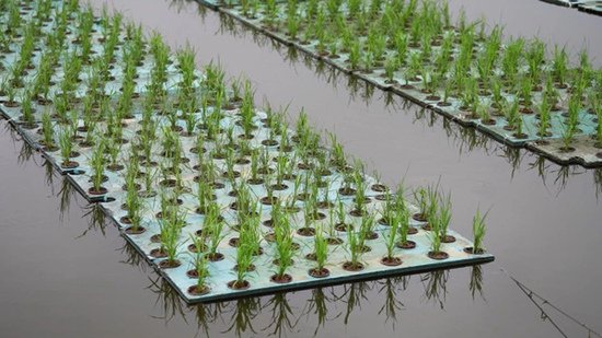 大足：创新种植“水上稻” 一水两用鱼稻共生