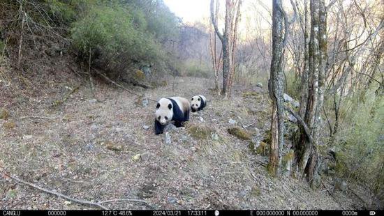 陕西长青<em>国家</em>级自然保护区再拍野生大熊猫母子同框高清影像