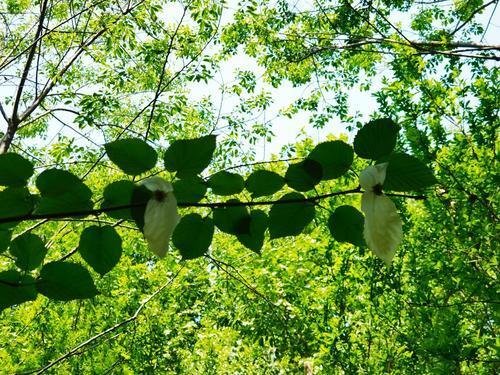 郑州植物园珙桐开花 快来观赏植物界“大熊猫”