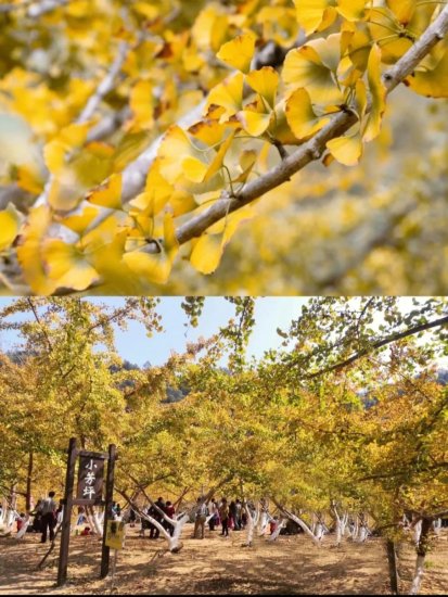 深圳自驾游好去处，8个赏秋赏银杏看枫叶的绝美景点，如童话般～