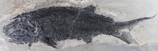 古脊椎所发现2.44亿年前最大的基干辐鳍鱼类：<em>张氏</em>翼鳕