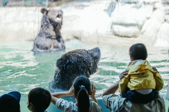 广州开启“超级熊熊节”，棕熊“三胞胎”与游客见面