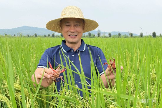 【强国看农业】稻在水中长<em> 鱼</em>绕稻间游