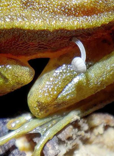 青蛙身上长<em>蘑菇</em>，“最后生还蛙”还能活多久？