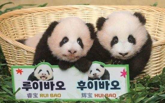 旅韩诞生的大熊猫<em>双胞胎取名</em>“睿宝”和“辉宝”