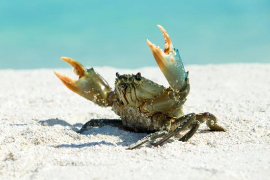 <em>什么</em>！？你<em>吃的</em>螃蟹其实是“假螃蟹”？