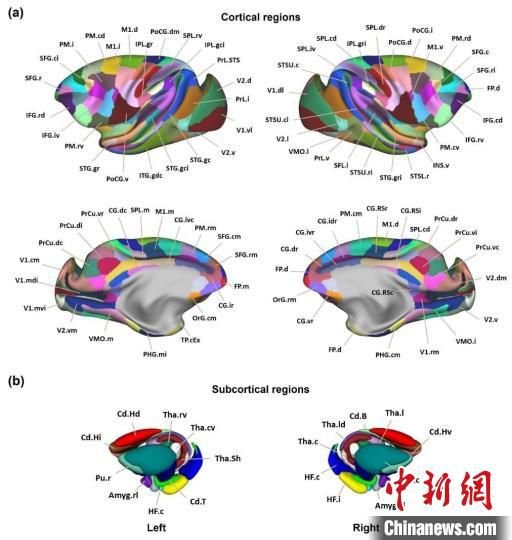 中国科学家<em>绘制</em>全新猕猴脑网络组图谱 全球开放共享