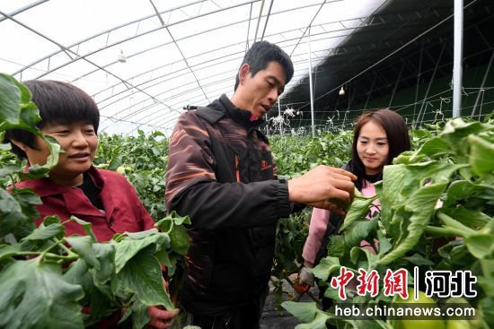 河北饶阳：设施蔬菜春管忙 增产提质有保障
