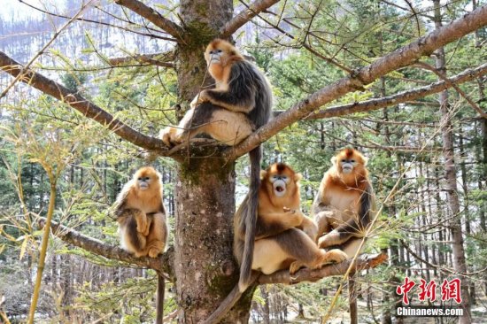 <em>神农架</em>的树上“长”着金丝猴