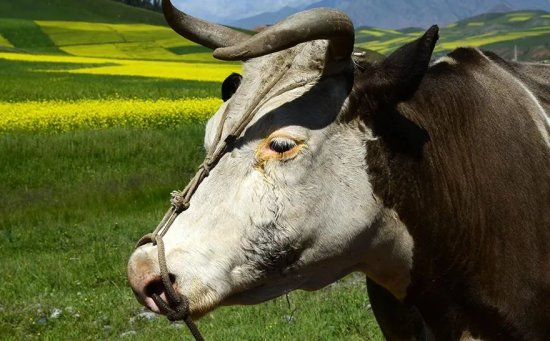 牛年谈牛！牛在中国传统文化中有什么特殊的地位？