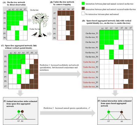 <em>最新</em>研究揭示亚热带森林食果<em>网络</em>的垂直空间结构和功能互补性